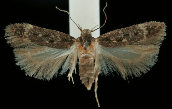 Bryotropha affinis Bryotropha affinis