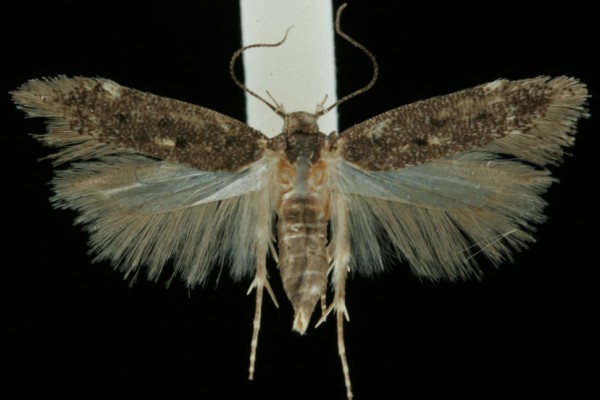 Bryotropha affinis Bryotropha affinis