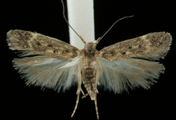 Bryotropha affinis Bryotropha affinis