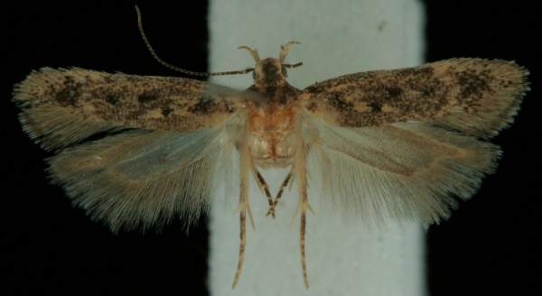 Bryotropha affinis