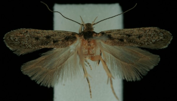 Bryotropha affinis Bryotropha affinis