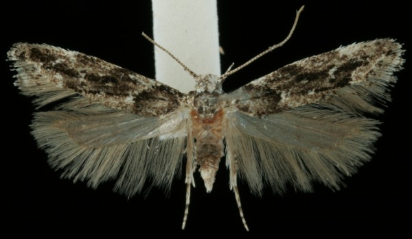 Recurvaria nanella Recurvaria nanella