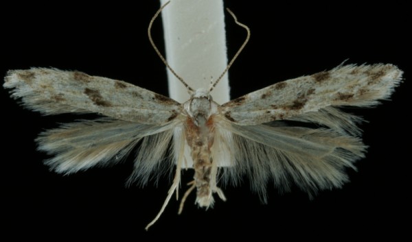 Stenolechia gemmella Stenolechia gemmella