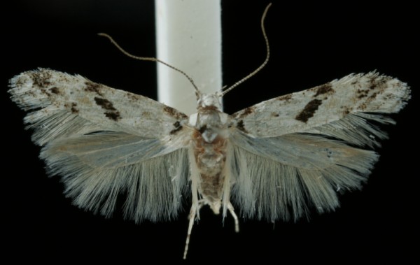 Stenolechiodes pseudogemmellus Stenolechiodes pseudogemmellus