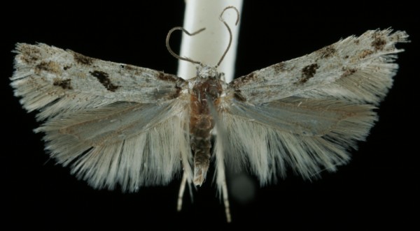 Stenolechiodes pseudogemmellus Stenolechiodes pseudogemmellus
