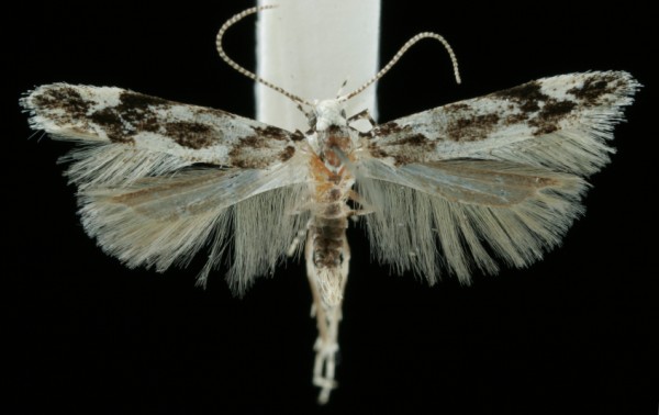 Parachronistis albiceps Parachronistis albiceps