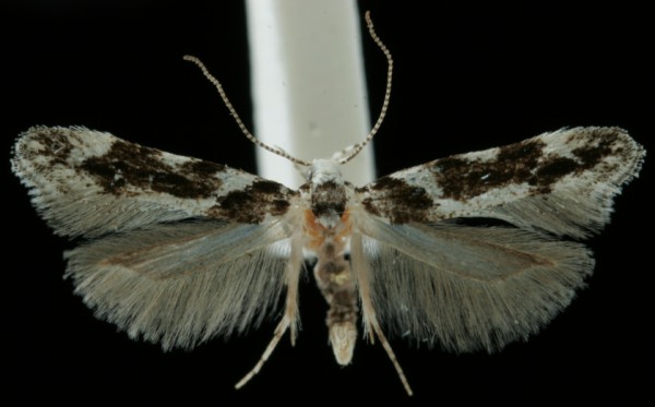 Parachronistis albiceps Parachronistis albiceps