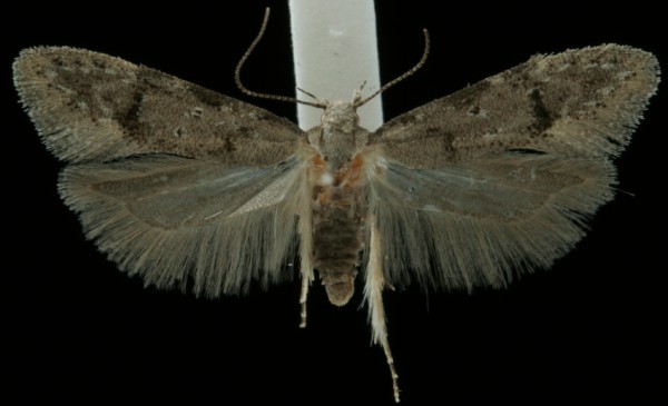 Teleiodes vulgella Teleiodes vulgella