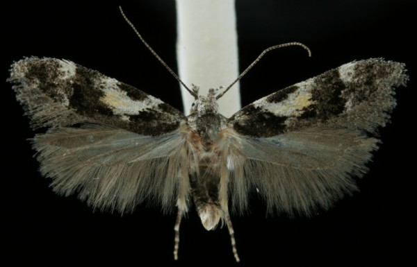 Teleiodes luculella Teleiodes luculella