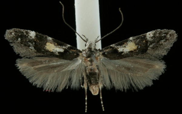 Teleiodes luculella Teleiodes luculella