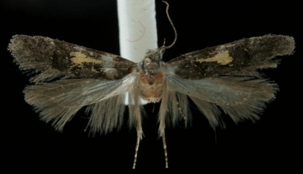 Teleiodes flavimaculella Teleiodes flavimaculella