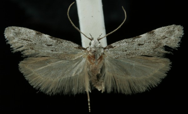 Teleiodes saltuum Teleiodes saltuum
