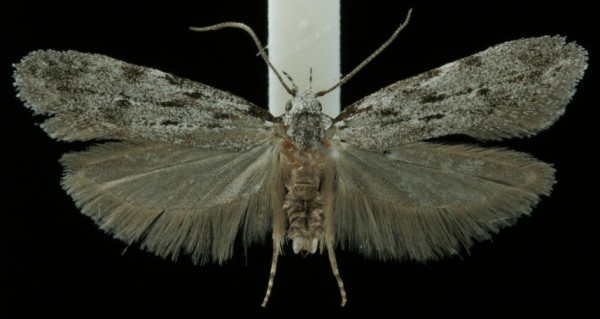 Teleiodes saltuum Teleiodes saltuum