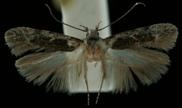 Carpatolechia decorella Carpatolechia decorella