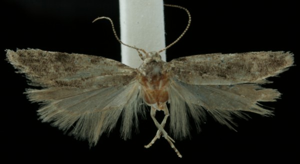 Carpatolechia fugacella Carpatolechia fugacella
