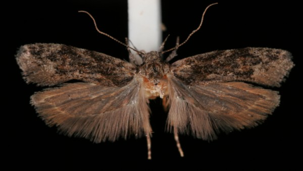 Carpatolechia fugacella Carpatolechia fugacella