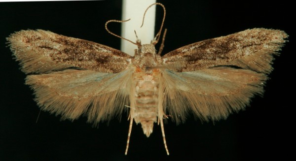 Carpatolechia fugitivella Carpatolechia fugitivella