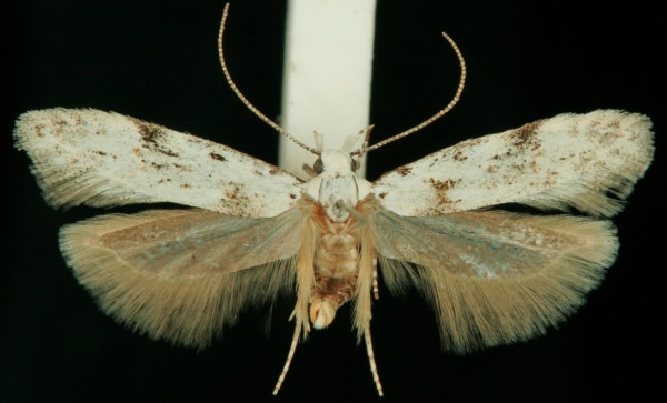 Carpatolechia alburnella Carpatolechia alburnella