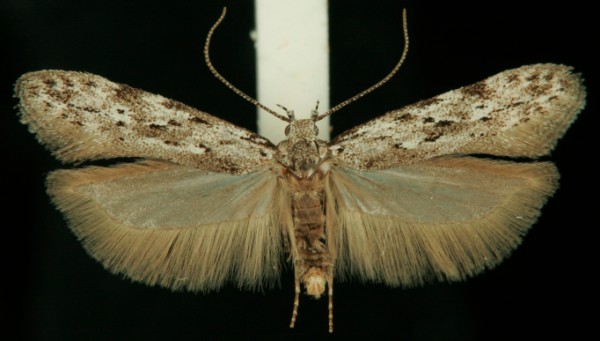 Carpatolechia proximella Carpatolechia proximella