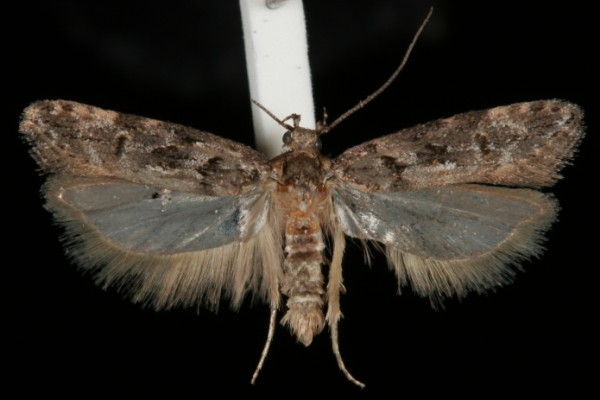 Teleiopsis diffinis Teleiopsis diffinis