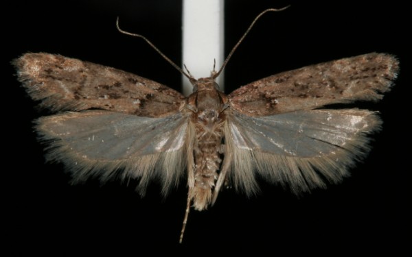 Teleiopsis diffinis Teleiopsis diffinis