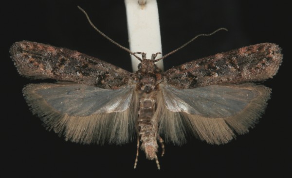 Teleiopsis diffinis Teleiopsis diffinis