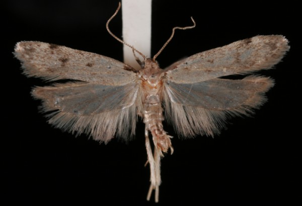 Gelechia rhombella Gelechia rhombella