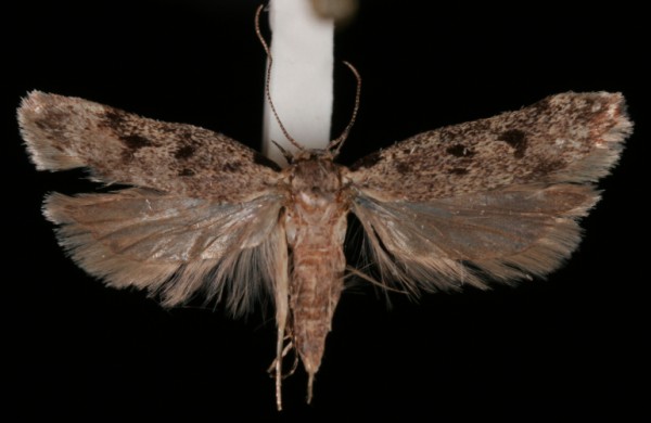 Gelechia rhombella Gelechia rhombella