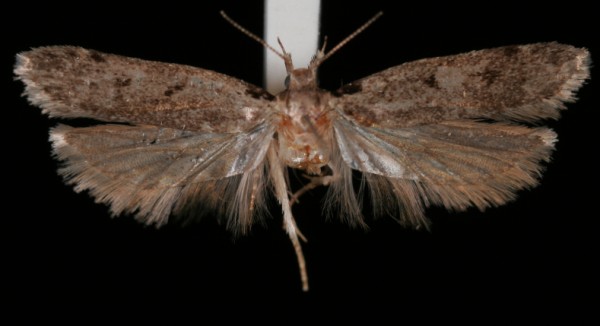 Gelechia rhombella Gelechia rhombella