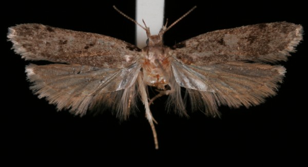 Gelechia rhombella