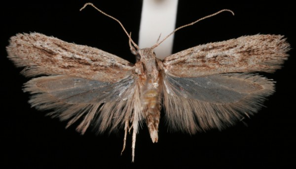 Gelechia senticetella Gelechia senticetella