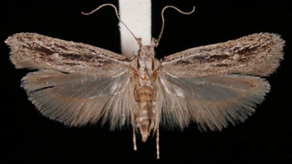 Gelechia senticetella Gelechia senticetella