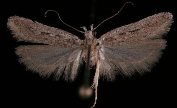 Gelechia sabinellus Gelechia sabinellus