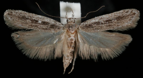 Gelechia sabinellus Gelechia sabinellus