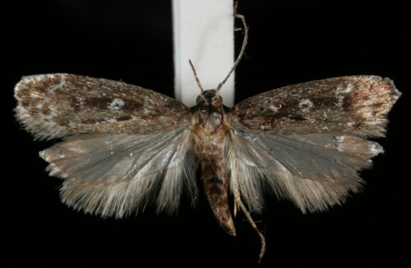 Gelechia sororculella Gelechia sororculella