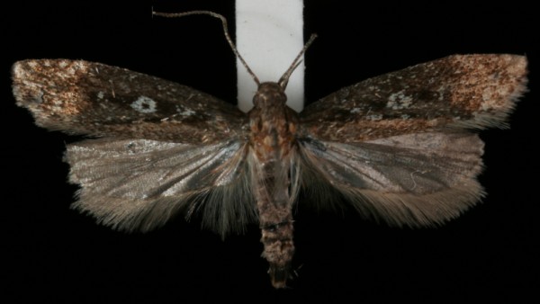 Gelechia sororculella Gelechia sororculella