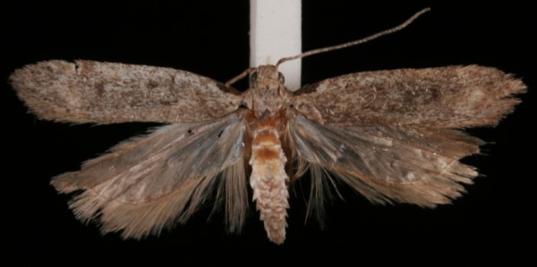 Gelechia hippophaella Gelechia hippophaella