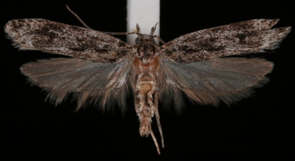 Gelechia nigra