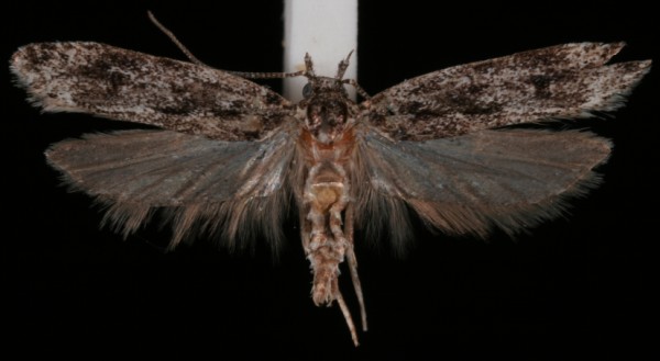Gelechia nigra Gelechia nigra
