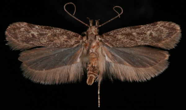 Gelechia turpella Gelechia turpella