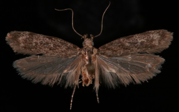 Gelechia turpella Gelechia turpella