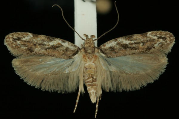 Psoricoptera gibbosella Psoricoptera gibbosella