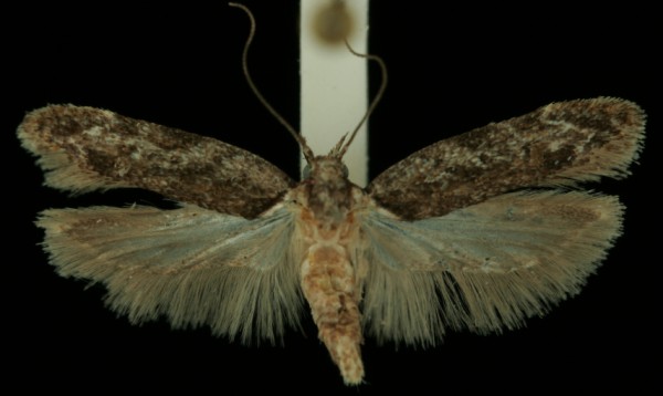 Psoricoptera gibbosella Psoricoptera gibbosella