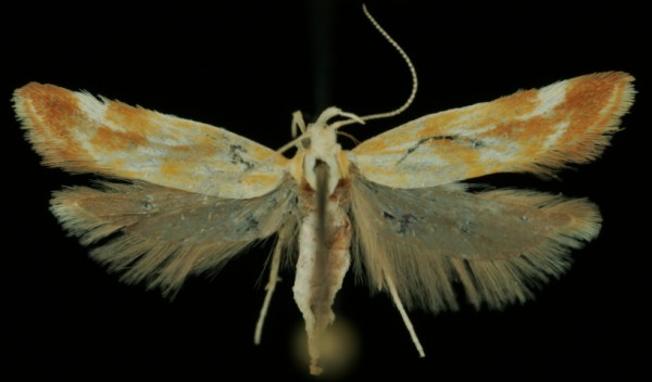 Mirificarma eburnella Mirificarma eburnella