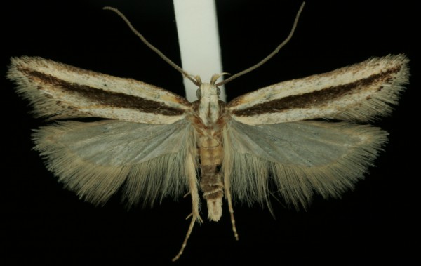 Mirificarma interrupta Mirificarma interrupta