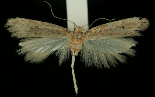Mirificarma mulinella Mirificarma mulinella