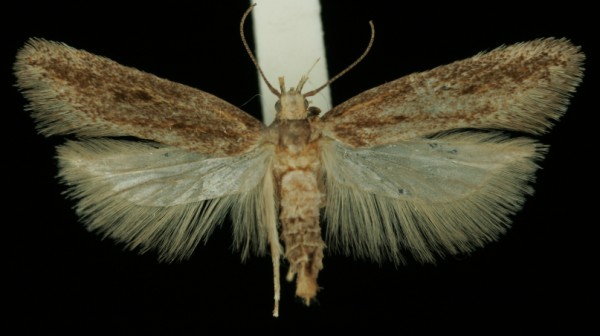 Mirificarma mulinella Mirificarma mulinella