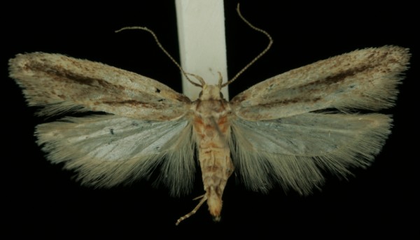 Mirificarma mulinella Mirificarma mulinella