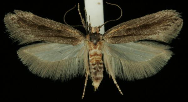 Mirificarma mulinella Mirificarma mulinella