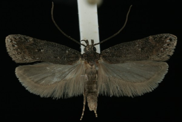 Chionodes distinctella Chionodes distinctella